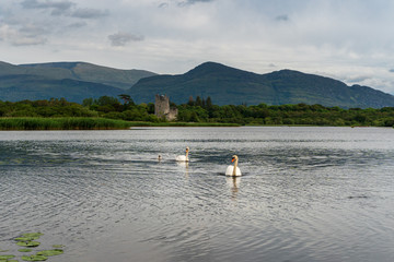 Fototapeta na wymiar Pair of swans with a baby swan swimming towards the lake shore looking for scraps. Landscape on the Lough Leane lake with the iconic Ross Castle in the background in Killarney, Co Kerry, Ireland.
