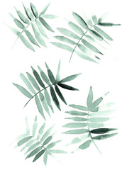 Watercolour Fern leaves Scattered