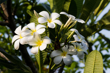 Plumeria on Plumeria leaves background.