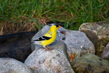 The American goldfinch (Spinus tristis) at the edge of a small stream