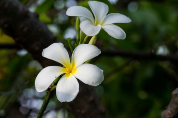 Fototapeta premium White plumeria on Plumeria leaves background.