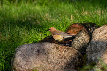 The cedar waxwing (Bombycilla cedrorum),birds come to the spring of water small stream, where they bath