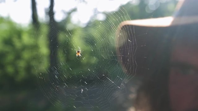 A young man hiker exploring the spider in the forest. Large forest spider. Active scientific lifestyle. Wearing a checkered shirt and a traveler's hat. Hiking travel concept.