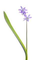three blooms lilac scilla flower isolated on white