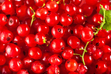 Background of ripe juicy red currant berries. top view - horizontal photo.