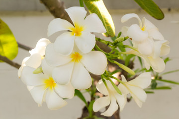 Obraz premium White plumeria on Plumeria leaves background.