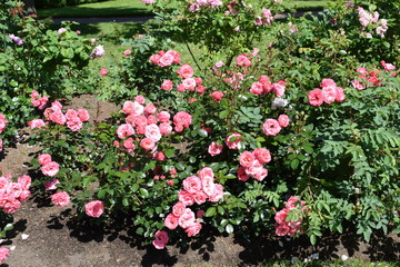flowers in the garden