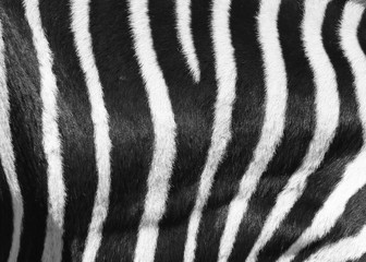 Fototapeta na wymiar Zebra Muster - Pattern D