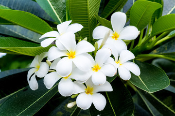 White plumeria on Plumeria leaves background.