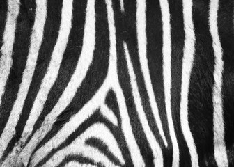 Zebra Muster - Pattern E