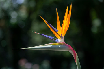 Fototapeta na wymiar Bird of Paradise flower