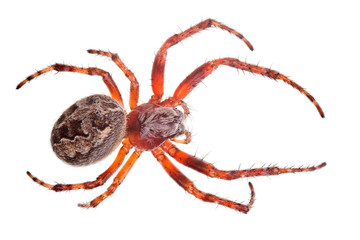 dark brown orb-weaver spider top view