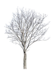 bare winter isolated maple