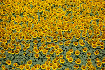 sunflower yellow flowers