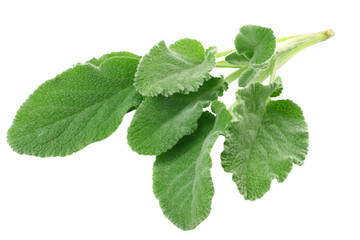 sage leaves isolated on white background. green leaves