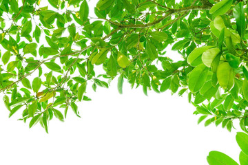 Green leaves isolated on white background, Branches and leaves. With a white background.