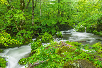 The fresh green of Aomori Prefecture Oirase mountain stream