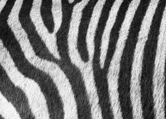 Fototapeta na wymiar Zebra Muster - Pattern A