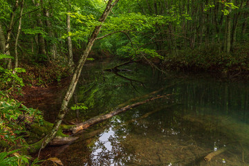 Fototapeta na wymiar Oirase mountain stream in early summer