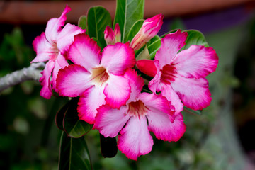 Close up of  Pink Flowers and Nature.