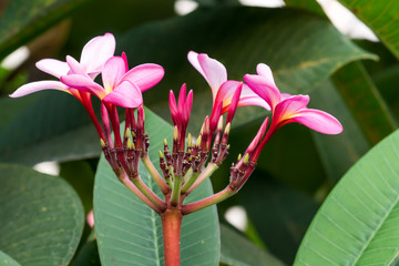 Obraz premium Plumeria on Plumeria leaves background.