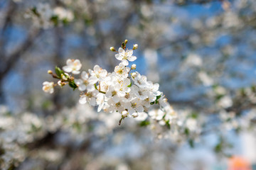 white flowers in spring