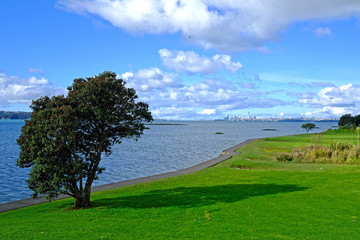 A single tree on a green land next to a beach with auckland city as background