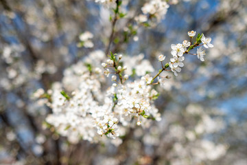 flowers in spring
