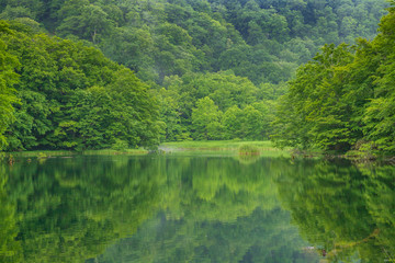 Fototapeta premium Oirase mountain stream in early summer
