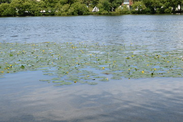 the Park lake with growing water-lilies on the surface of the water