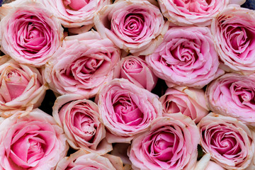 Pink roses as background texture.