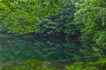 Oirase mountain stream in early summer