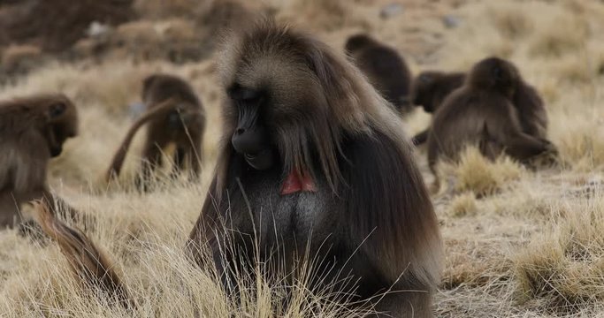 group of endemic animal Gelada monkey feeding on rock edge. Theropithecus gelada, in Ethiopian natural habitat Simien Mountains, Africa Ethiopia wildlife