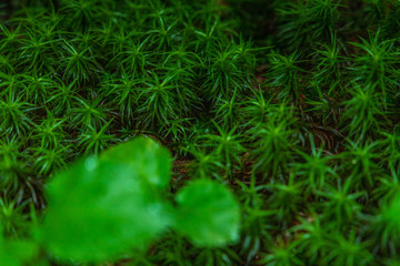 Oirase mountain stream in early summer
