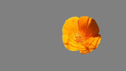 orange flower on gray background