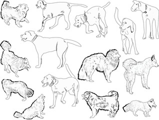 set of fourteen dogs outlines on white