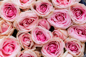 Pink roses as background texture.