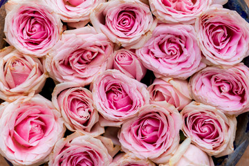 Pink roses as background texture.