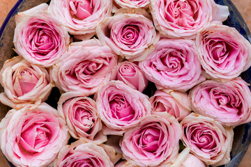 Pink roses as background texture.