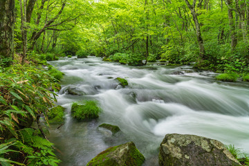 Oirase mountain stream in early summer