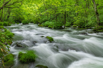 Obraz premium Oirase mountain stream in early summer