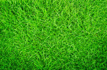 Green grass texture background, Green lawn, Backyard for background, Grass texture, Green lawn desktop picture, Park lawn texture.