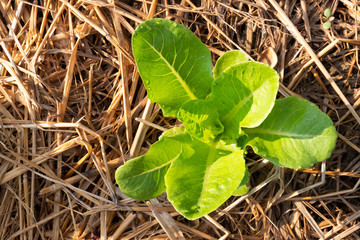 Vegetable plant in farm, top view of The vegetable plot with the morning sun shines down to affect some of the vegetable plots.The farmers use hay to cover the ground to maintain soil moisture.