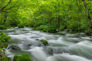 Fototapeta na wymiar Oirase mountain stream in early summer