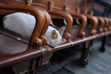 A white sleepy cat sleeping on a chinese old fashion chair