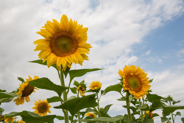 Sunflowers in summer field. Sun holiday nature sunflowers field summer