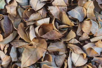 Dried leaves background in the wood in autumn., Texture of autumn. Dry leaves, autumn leaves background.