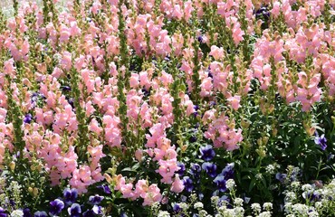 Obraz premium flowers in the garden