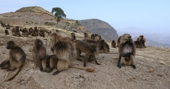 group of endemic animal Gelada monkey in social grooming time on rock edge. Theropithecus gelada, in Ethiopian natural habitat Simien Mountains, Africa Ethiopia wildlife