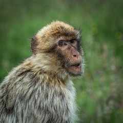 Obraz premium Portrait of a Barbary Macaque